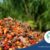 Distributor Kelapa Sawit Indonesia