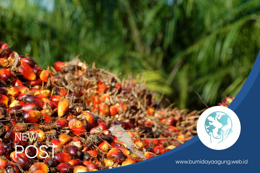 Distributor Kelapa Sawit Indonesia